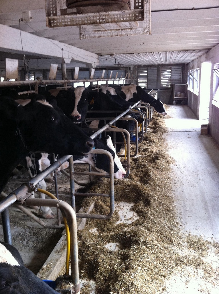 Cows at Feeding Time